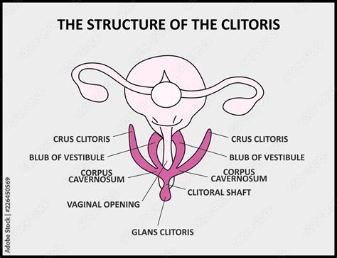 clit hood|Anatomy, Function, Care, and Conditions of the Clitoris